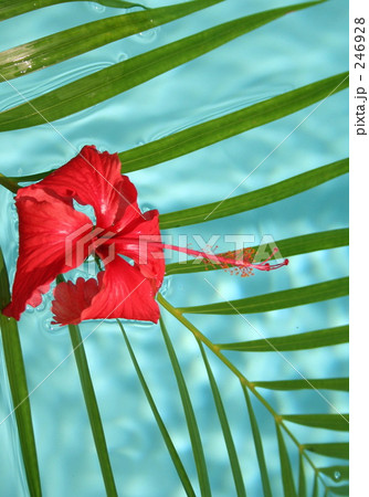 プールに植物 246928