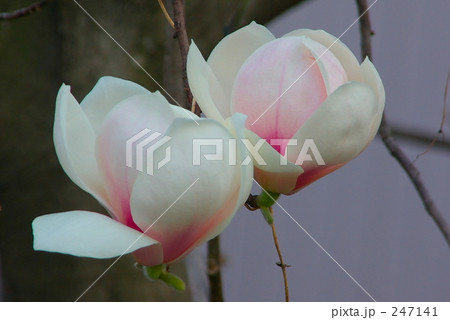 木蓮ふたつ 247141