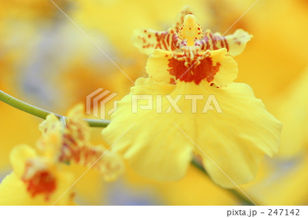 オンシジウム オンシジウム 247142