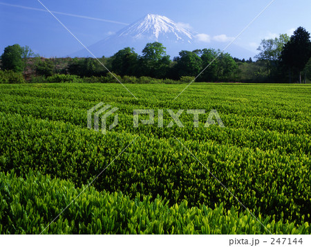 新茶の頃 247144