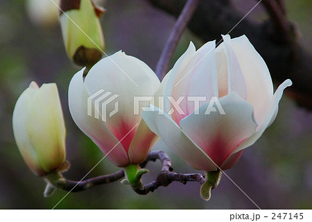 木蓮みっつ 247145