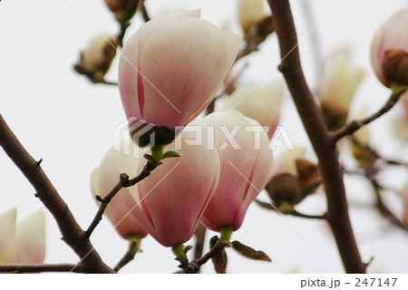 木蓮よっつ 247147