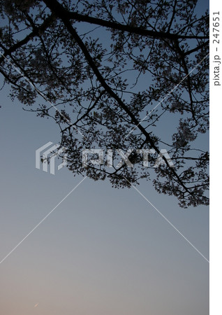 twilight-blossom 247651