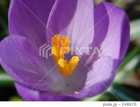 クロッカス３ 248070