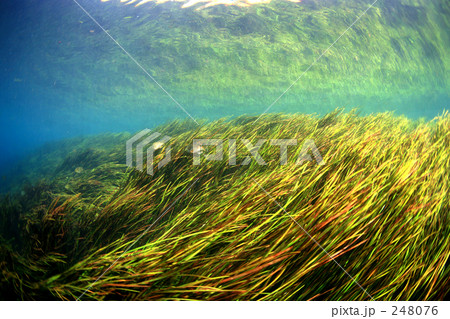 リバーダイビング2 248076