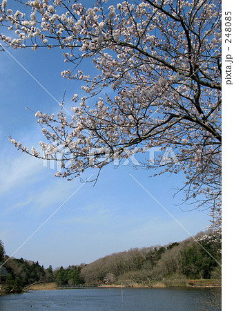 坂田ケ池の桜 248085