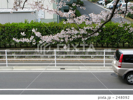 桜と道路 248092