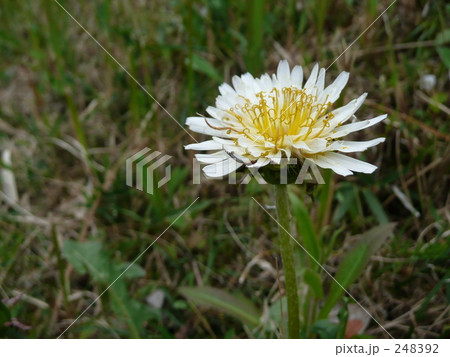 シロバナタンポポ 248392