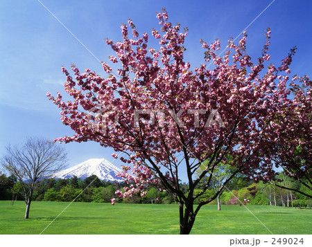 八重桜満開 249024