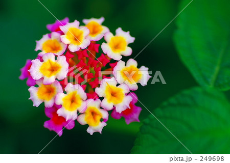 ランタナの花火 249698