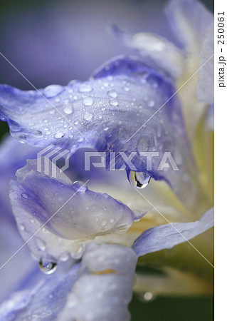 花菖蒲_007 250061