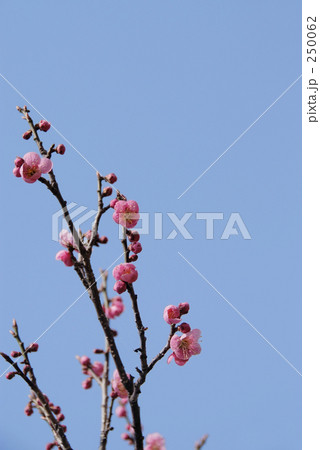 梅の花 梅の花 250062