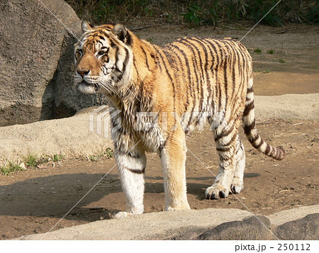 アムールトラ 250112