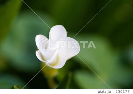 白い花 250177