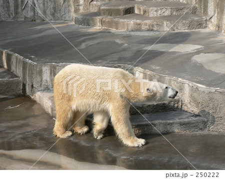 ホッキョクグマ 250222