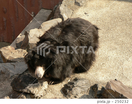 ナマケグマ 250232