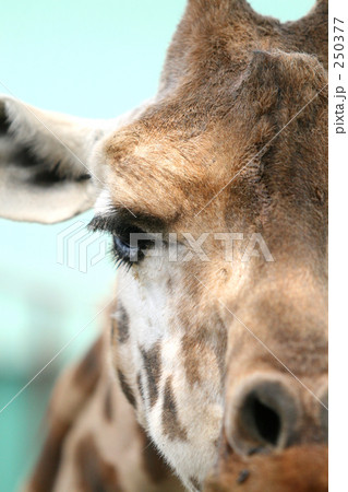 キリン キリン 250377