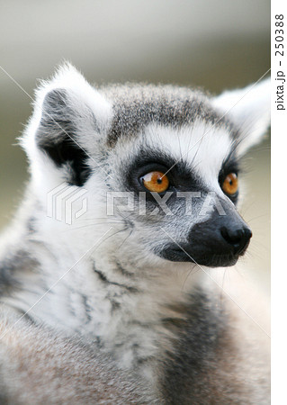 ワオキツネザル 250388