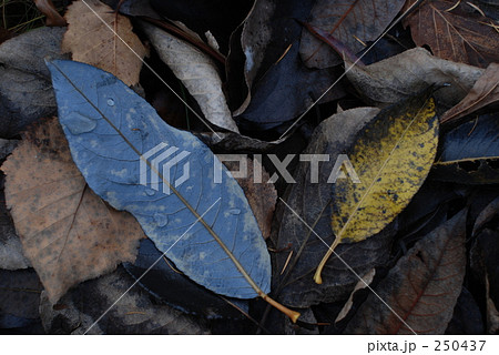 落ち葉 250437