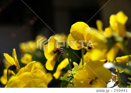 漆黒に浮かぶパンジー 250441