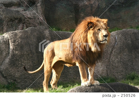 オスライオン 250526