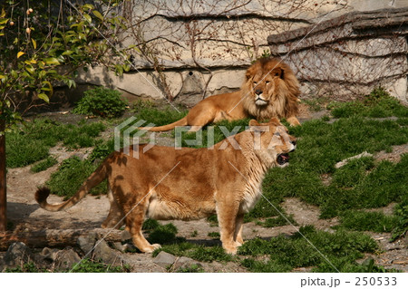 ライオン夫婦 250533