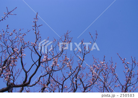 青空と梅 250583