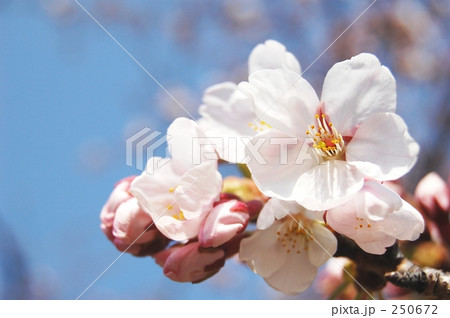 ソメイヨシノ 250672