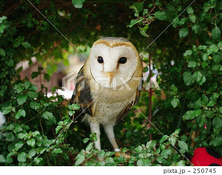 視聴覚の優れたメンフクロウ 250745