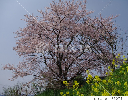 桜 桜 250754