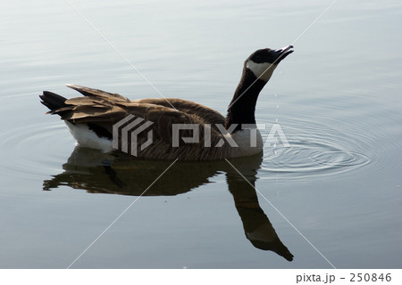 カナダガン 250846