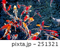 鯉 251321