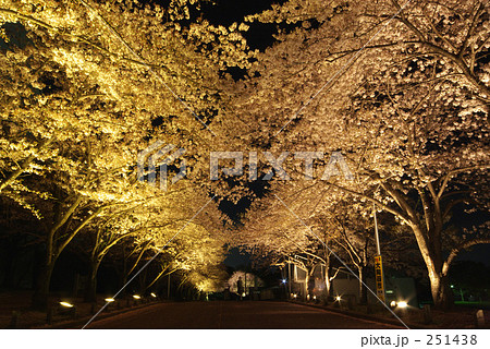夜桜 251438