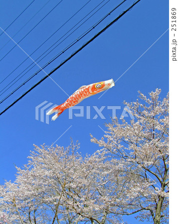 春空を泳ぐコイ 春空を泳ぐコイ 251869