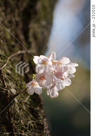 桜 252010
