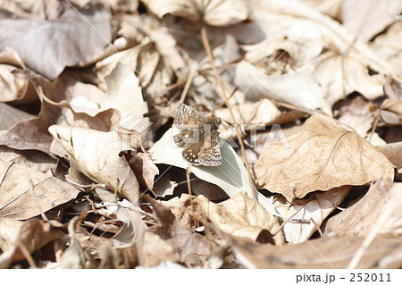 ミヤマセセリ 252011