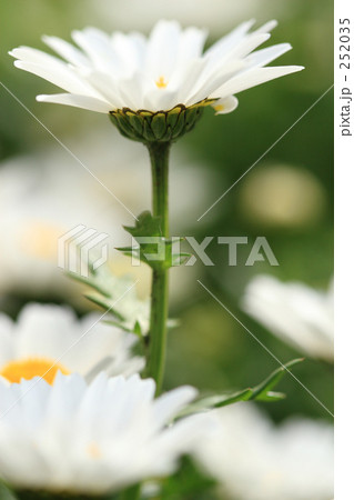 マーガレット 252035