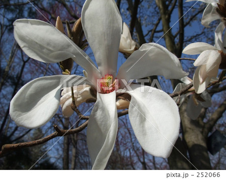 マグノリアの花 252066