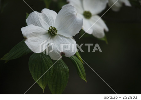 ハナミズキ 252803