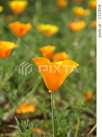 開花直前のハナビシソウ 252908