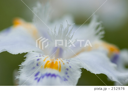 シャガ シャガ 252976