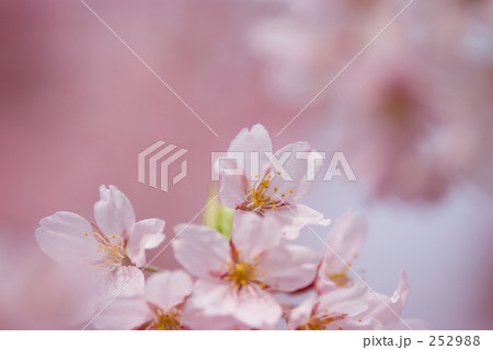 ほんのり桜 252988