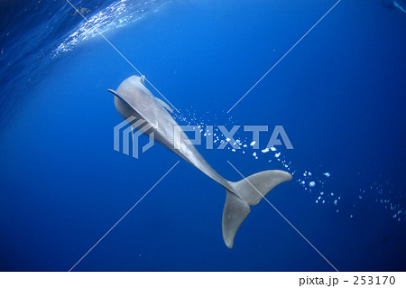 連なる泡とイルカ2 連なる泡とイルカ2 253170