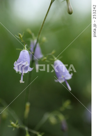 ツリガネニンジン 253242