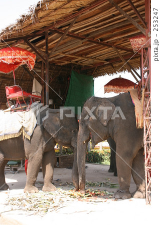 タイのゾウさん 253247