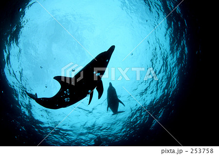 親子イルカのシルエット 253758