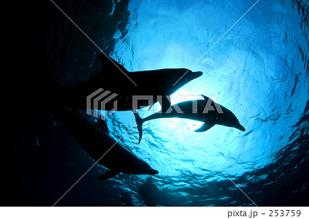 イルカのシルエット イルカのシルエット 253759