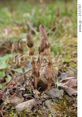 ツクシ ツクシ 253797