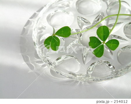 きらめくクローバー きらめくクローバー 254012