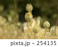 つぼみ 254135